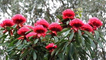 Karwarra Australian Plant Garden